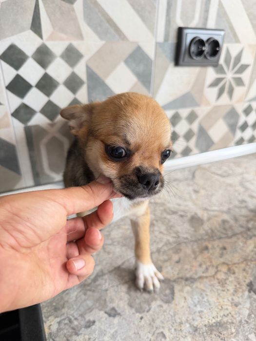Chihuahua Чихуахуа