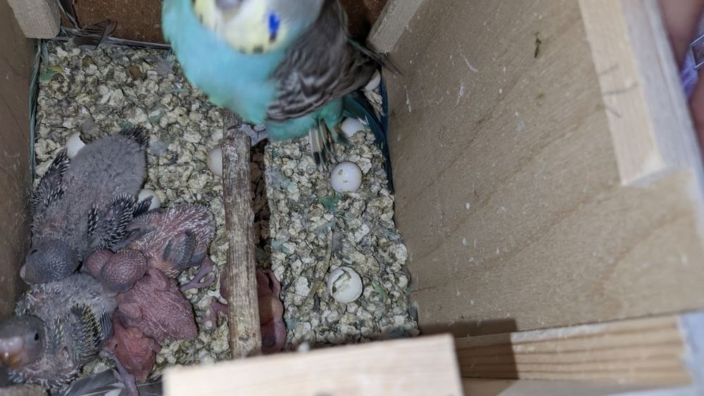 Валнистий тўти қушлар сотилади.