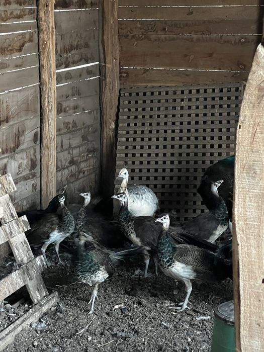 Паун индийски, чернокрили