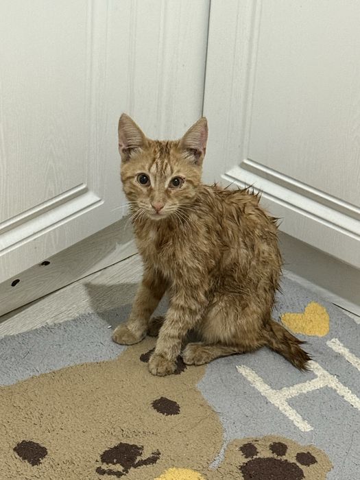 кот мальчик 6 месяцев