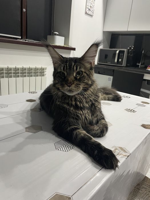 Продам котика Мэйнкуна