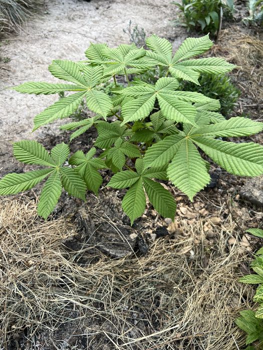 КАШТАН 2х летка