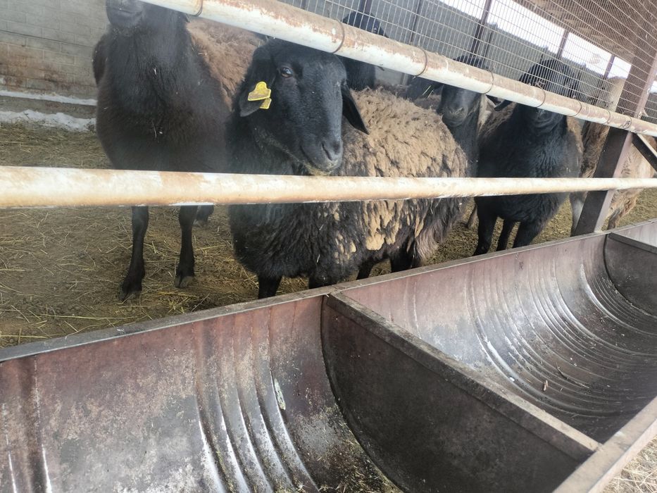 Тұсақтар сатылады.