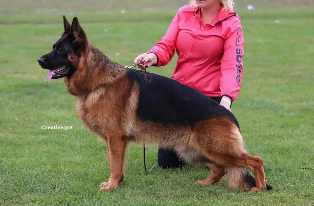 Немецкая овчарка (бронирование щенков)