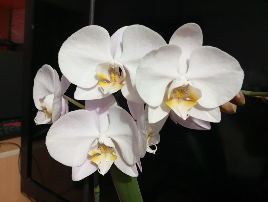 Орхидеи фаленопсис.