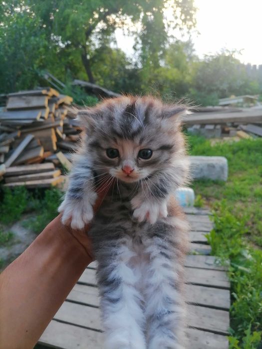 Кошки котята 4 котёнка