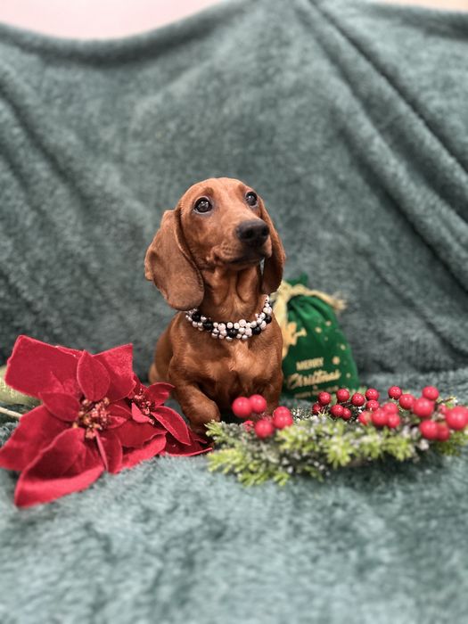 Mascul teckel cu Pedigree Fci