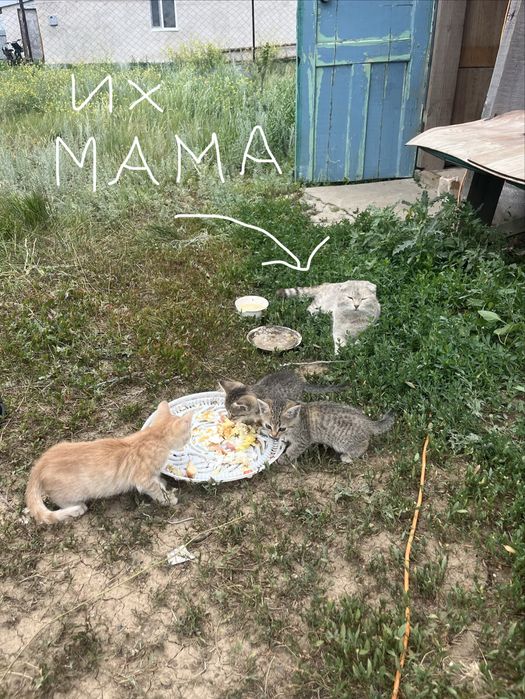 отдам даром в добрые руки