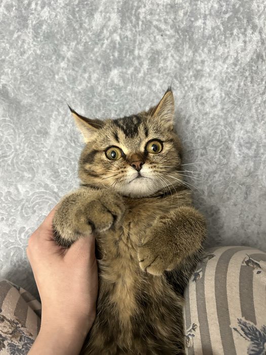 2та мушук боласи