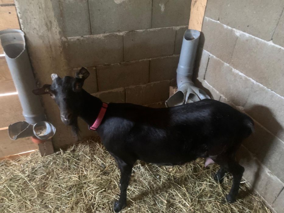 Vand 2 capre alpine franceze una cu pedigree