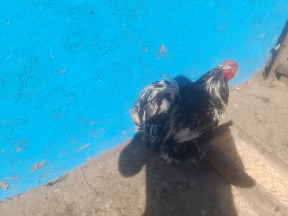 Vind sau schimb ciocinia urias