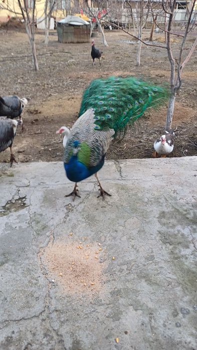 Павлин индийский