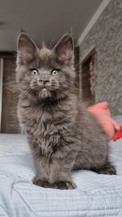 Котята мейн-куны .