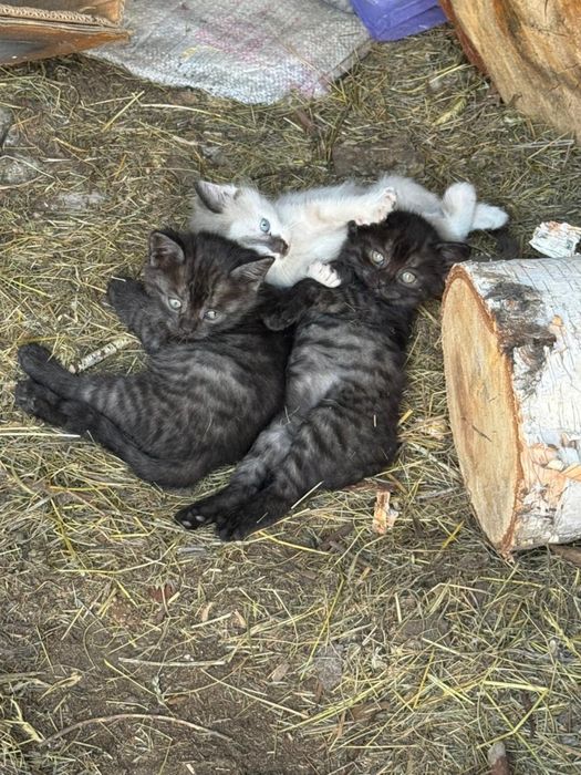 Отдам.         котят