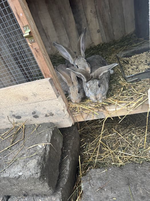 Vand iepurasi urias german 3 luni