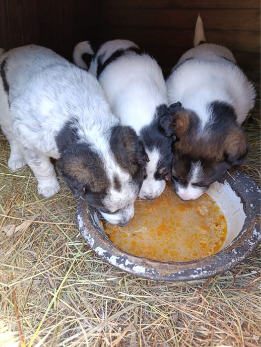 Отдем щенков в добрые руки