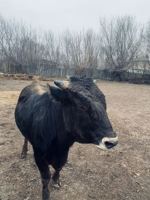 Таза қанды Алатауский Бұқа