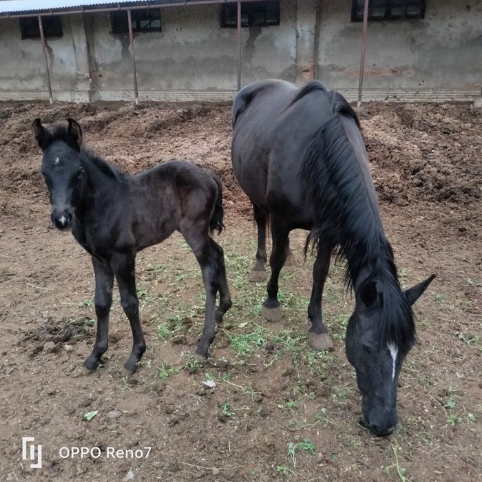 Жылқы бие сатылады