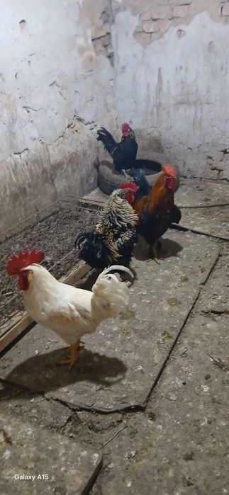 Хурозлар сотилади срочна