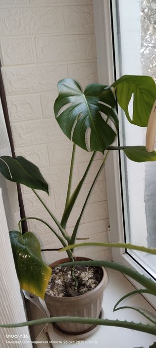 Продам монстеру.