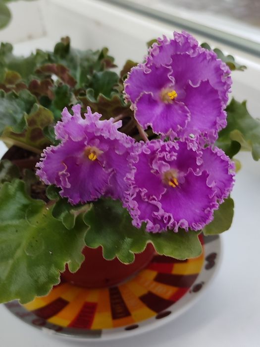 Фиалка сенполия 2000