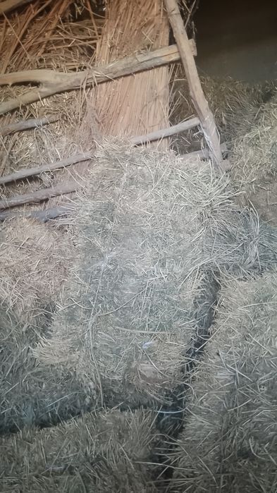 Сомон бугдой и шоли беда. Бугдой дон