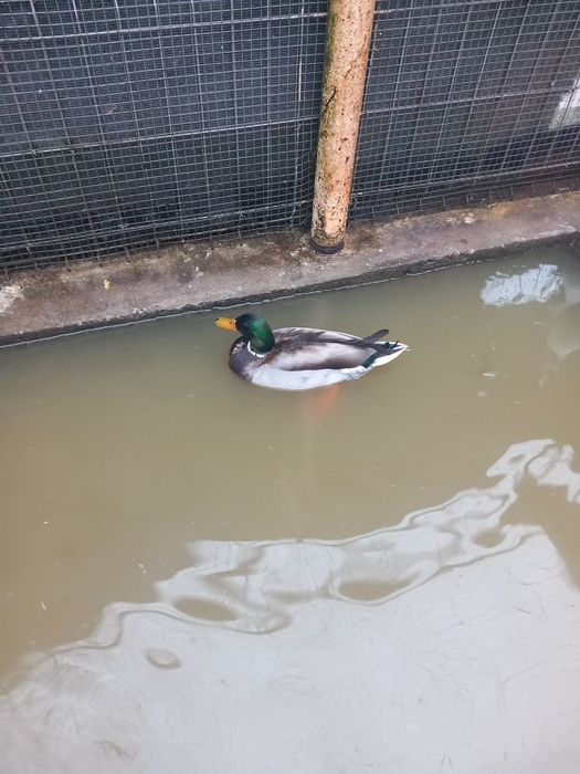 Vând masculi calorin