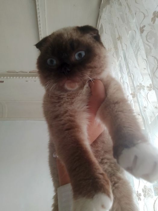 Mushuk sotiladi scottish fold oʻgʻil bola