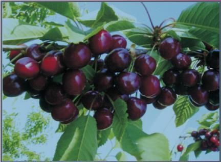 Cireș (Soiul Kordia )