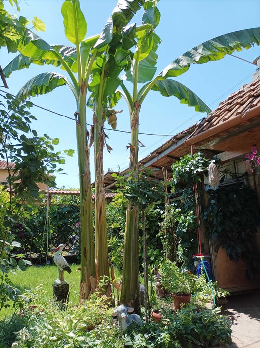 бананови палми вкоренени в саксий