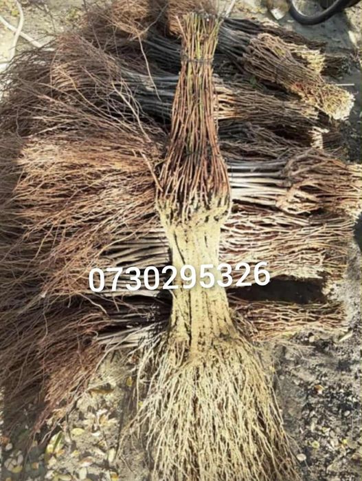 Vând Pomii Fructiferi Altoiți Clasici și Columnari anul 3 de vegetație