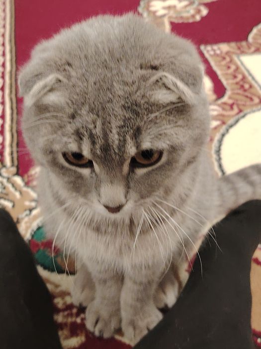 Отдам кота в хорошие руки