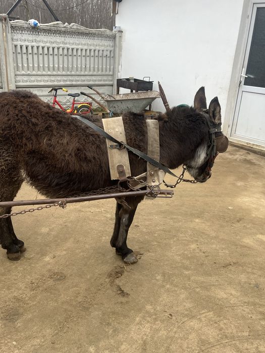 Vand sau schimb Magar