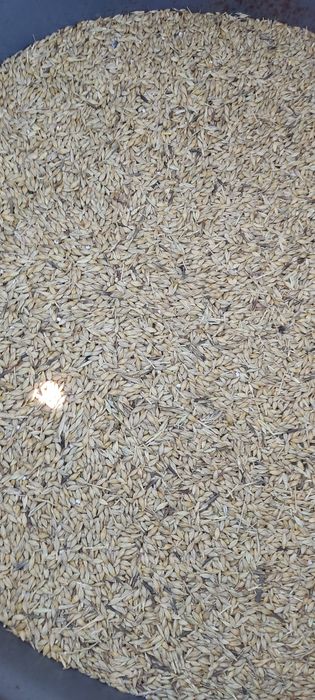 Продам в мешках зерноотходы и ячмень