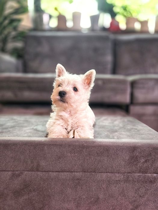 Westie Highland White Terrier Canisa Autorizata