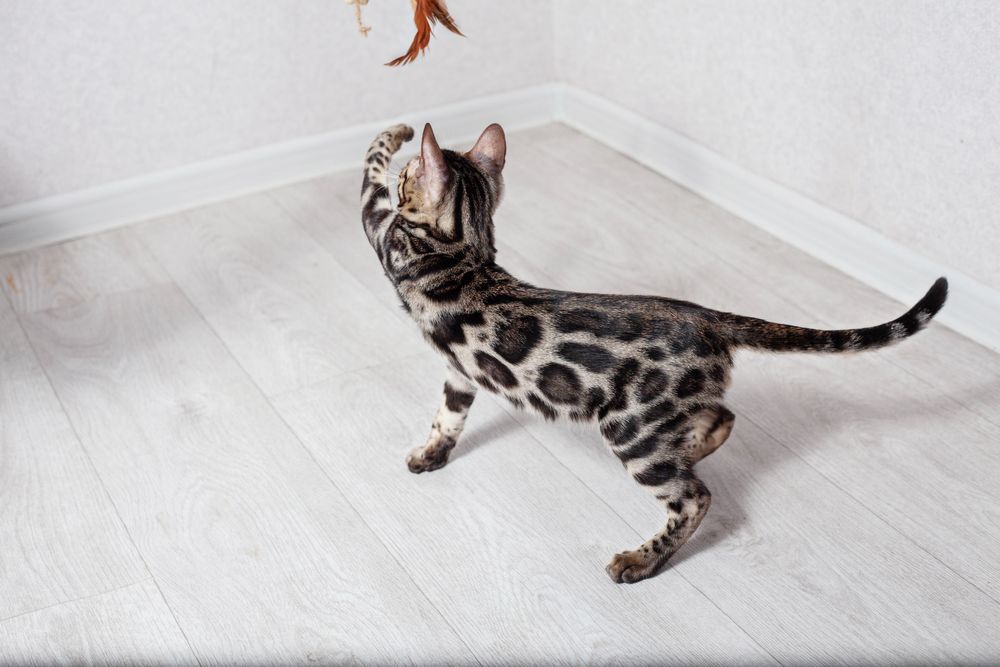 Чистокровные бенгалы