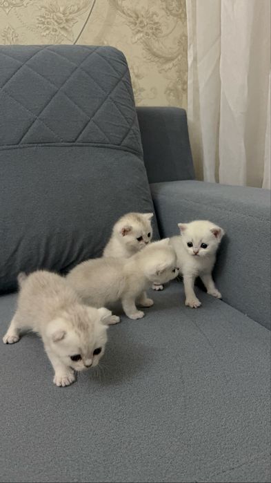 Британские шиншилы котята Ш