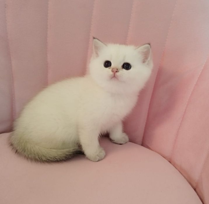 Котята Вислаушки Золотые прямоушки