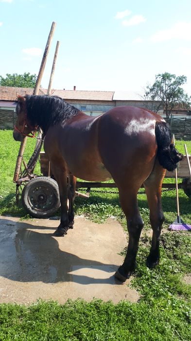 Cal semigreu de vânzare