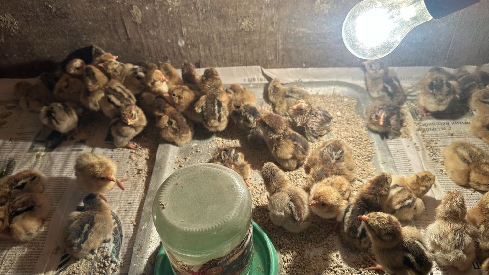 Цыплята кучинский балапандар сатылады
