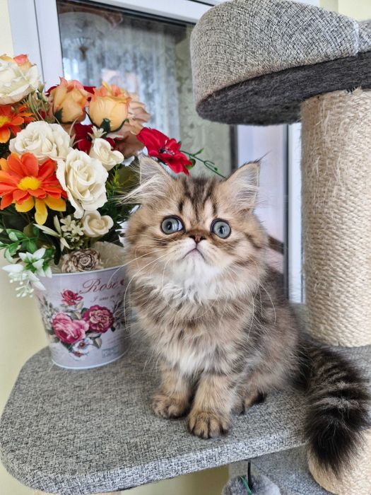 Motanel persan cu pedigree