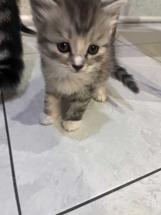 Отдам котят в добрые руки