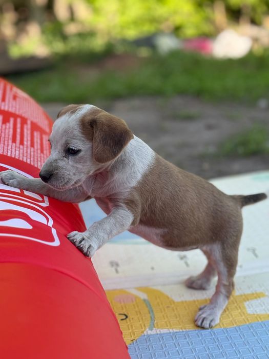 Ищем для щенят добрые руки!