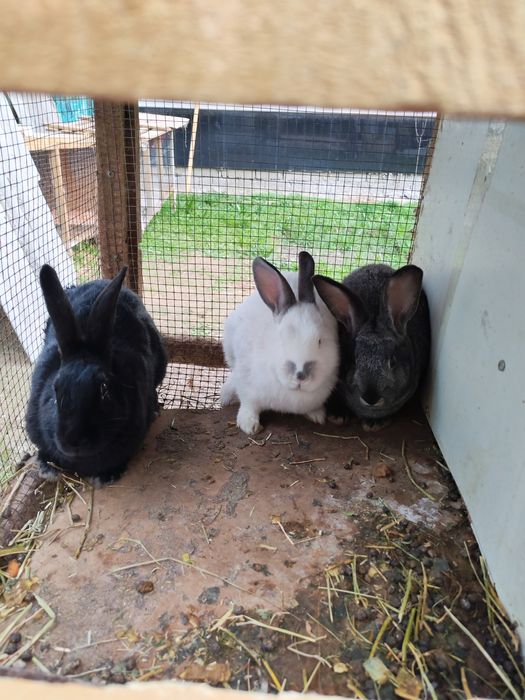 Quyon  sotilad sog'lom  semiz