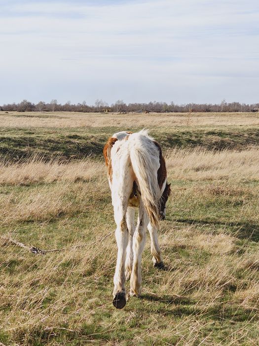 Жабагы , тай ! Обмен