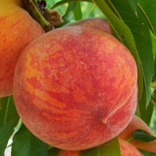 Саженцы Продаются Кошеттер оптом и в розницу