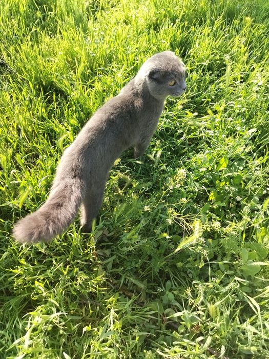 Scottish Fold uy mushugi