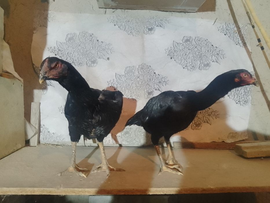 Жожа мокйонла сотилади кора тойла