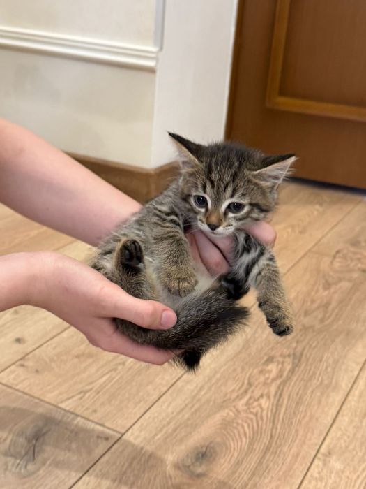 Отдам котенка в добрые руки