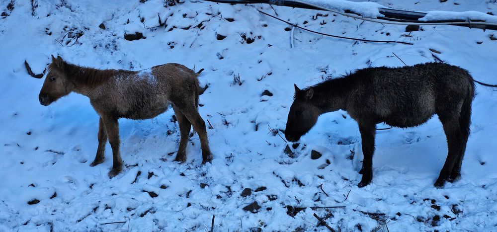 Жеребенок 7 месяцев
